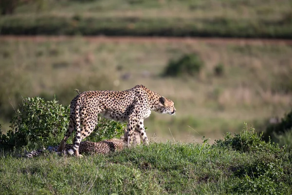 Un ghepardo cammina tra erba e cespugli nella savana di Keny — Foto Stock
