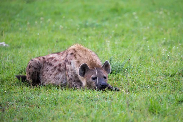 Hyena leží v trávě v Savannah v Keni. — Stock fotografie