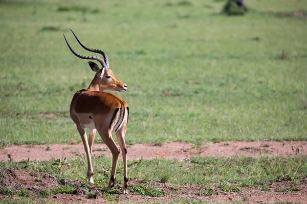 Gazelle Thomson dans le paysage gazonné de la savane au Kenya — Photo