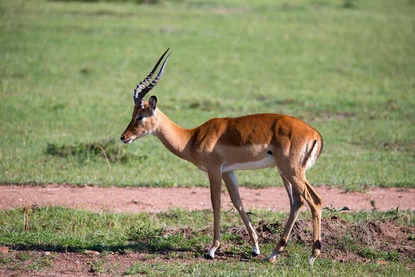 Gazelle Thomson v travnaté krajině Savannah v Keny — Stock fotografie