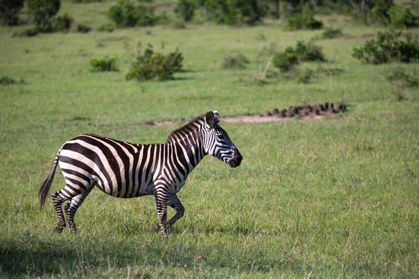 Zebras in the middle of the savannah of Kenya