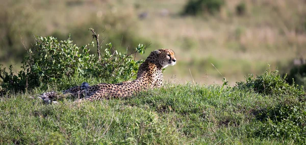 Una madre ghepardo con due figli nella savana keniota — Foto Stock