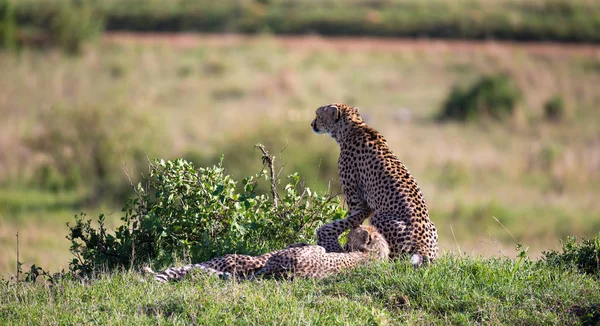 Uma mãe chita com dois filhos na savana queniana — Fotografia de Stock