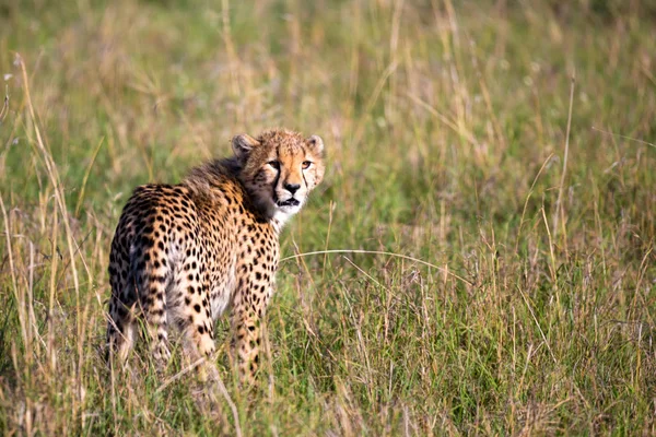 En Cheetah går mellan gräs och buskar i savannen i Keny — Stockfoto