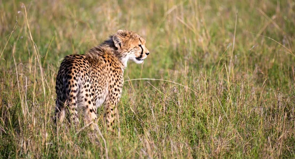 A cheetah walks between grass and bushes in the savannah of Keny — Stock Photo, Image
