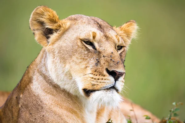 The portrait of a lioness, she lies in the grass in the savannah Stock Picture
