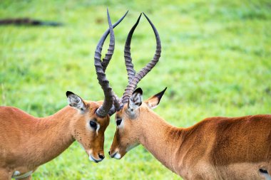 Kenya savanasında çim enkazı üzerinde impala ailesi