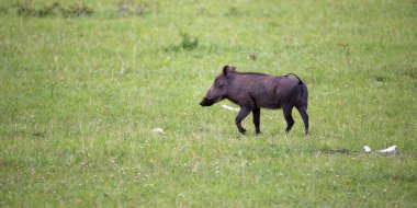 Warthogs Kenya savanası otlatıyor