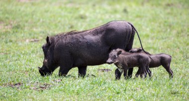 Warthogs Kenya savanası otlatıyor