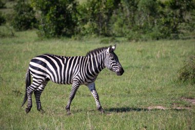 Zebralar Kenya savanının ortasında.
