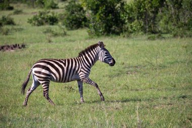 Zebralar Kenya savanının ortasında.