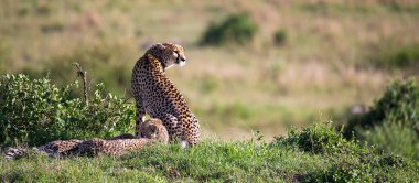 Kenya savanasında iki çocuğu olan çitalı bir anne.