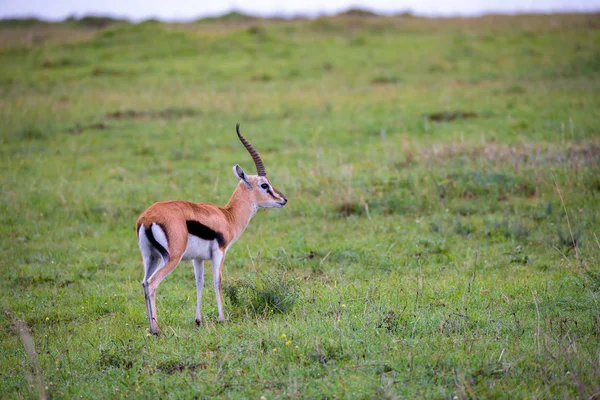 La gacela de Thomson en el paisaje de hierba de la sabana en Keny —  Fotos de Stock