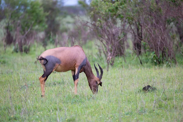 Um casal Topi na savana queniana — Fotografia de Stock