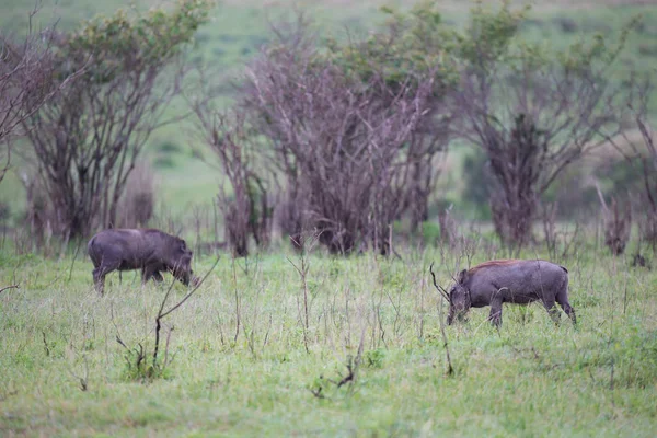 Warthogs pastam na savana do Quênia — Fotografia de Stock