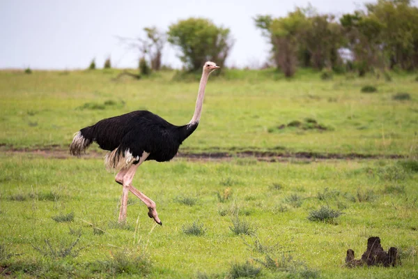 A male Ostrich bird runs through the grass landscape from the sa