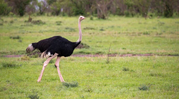 Un ave avestruz macho corre a través del paisaje de hierba de la sa —  Fotos de Stock
