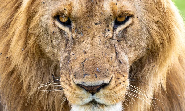 Le visage d'un gros lion en gros plan — Photo