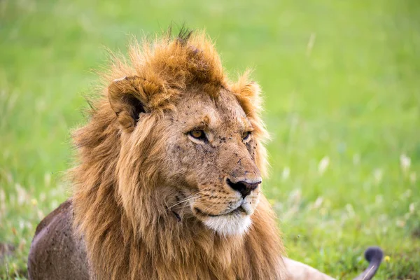 Il volto di un grande leone in primo piano — Foto Stock