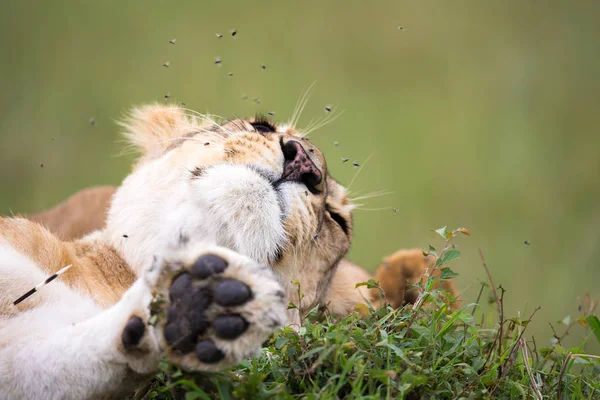 A boca de uma leoa com muitas moscas — Fotografia de Stock