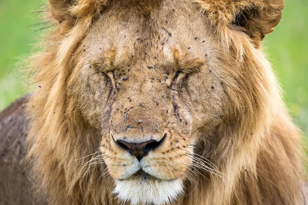 Das Gesicht eines großen Löwen in Großaufnahme — Stockfoto