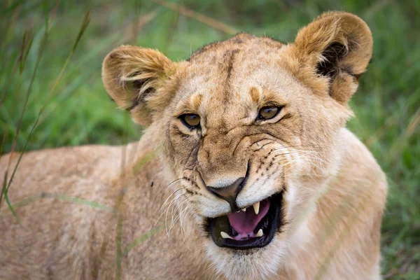 Le visage d'une jeune lionne en gros plan — Photo