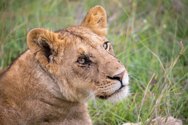 Le visage d'une jeune lionne en gros plan — Photo