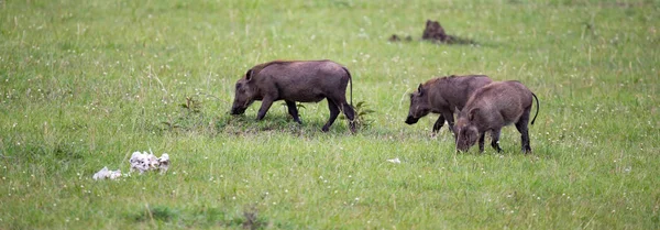 Warthogs are grazing in the savannah of Kenya — Stock Photo, Image