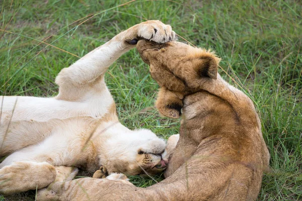 Two young lions are playing together in the grass