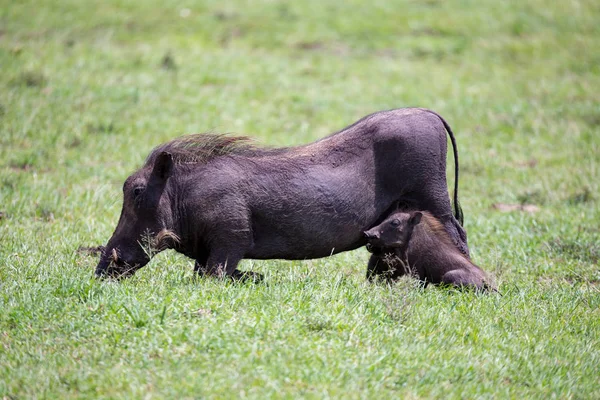 Warthogs är bete i Savannah i Kenya — Stockfoto