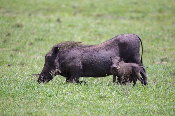 Warthogs están pastando en la sabana de Kenia — Foto de Stock