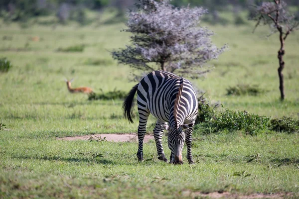 Zebras in the middle of the savannah of Kenya — Stock Photo, Image
