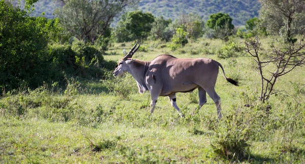 Elands o maior antílope na savana do Quênia — Fotografia de Stock