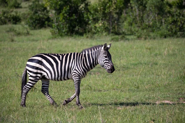 Zebralar Kenya savanının ortasında. — Stok fotoğraf