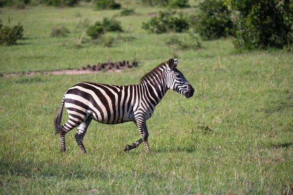 Zebras inmitten der Savanne von Kenia — Stockfoto