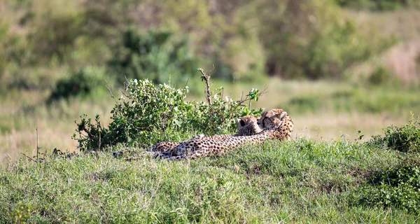 Een Cheetah moeder met twee kinderen in de Keniaanse savanne — Stockfoto