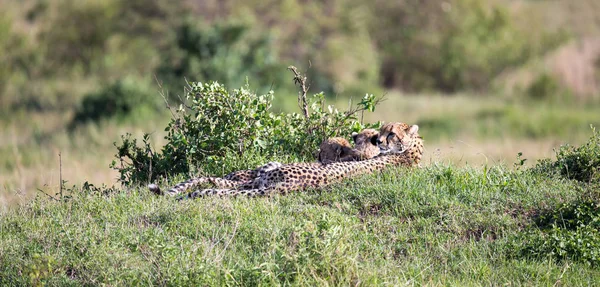 Una madre ghepardo con due figli nella savana keniota — Foto Stock