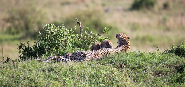 Una madre ghepardo con due figli nella savana keniota — Foto Stock