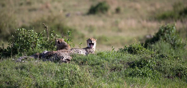 Una madre ghepardo con due figli nella savana keniota — Foto Stock