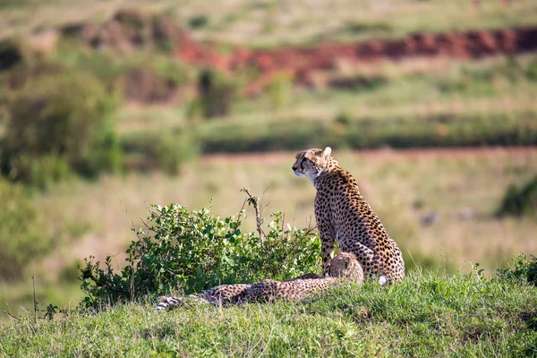 Een Cheetah moeder met twee kinderen in de Keniaanse savanne — Stockfoto