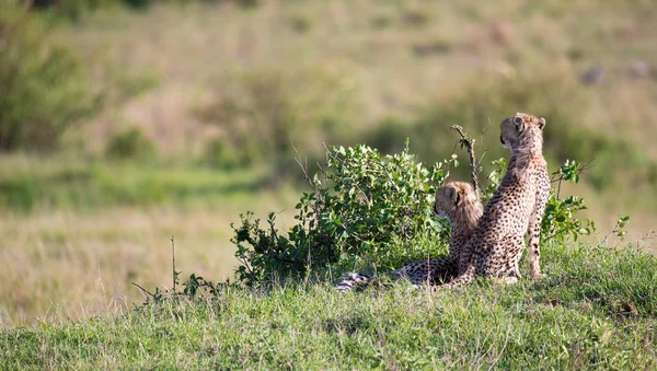 Una madre ghepardo con due figli nella savana keniota — Foto Stock