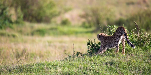 Ein Gepard wandert zwischen Gras und Büschen in der Savanne von Kenia — Stockfoto