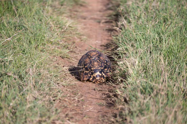 Uma tartaruga rasteja entre a grama na savana — Fotografia de Stock