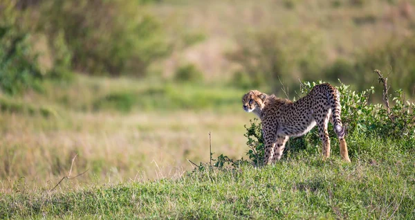 Gepard kráčí mezi trávou a křovinami ve Savannah Keny — Stock fotografie