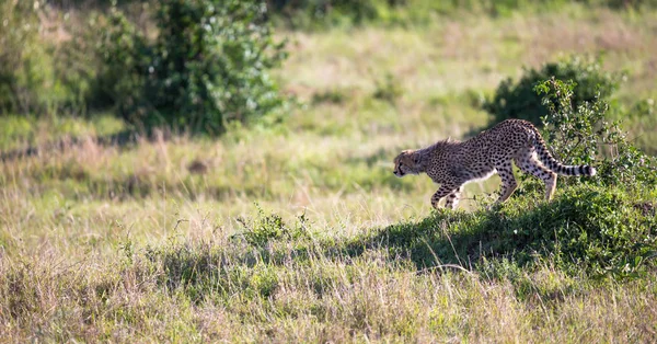 Een Cheetah wandelt tussen gras en struiken in de savanne van Keny — Stockfoto