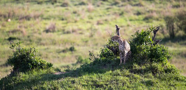 Uma mãe chita com dois filhos na savana queniana — Fotografia de Stock