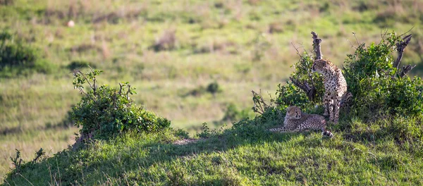 Uma mãe chita com dois filhos na savana queniana — Fotografia de Stock