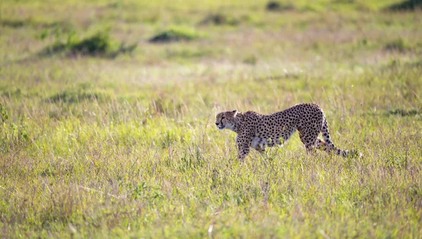 Un guepardo camina entre la hierba y los arbustos en la sabana de Keny — Foto de Stock