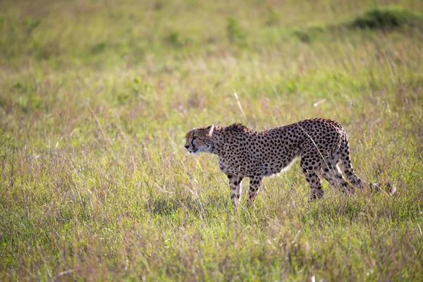 Un guépard marche entre l'herbe et les buissons dans la savane de Keny — Photo