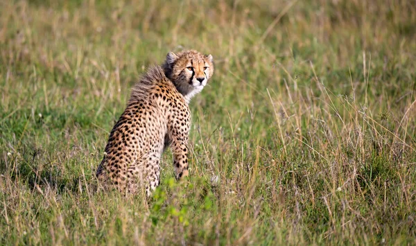 A cheetah sits in the grass landscape of the savanna of Kenya
